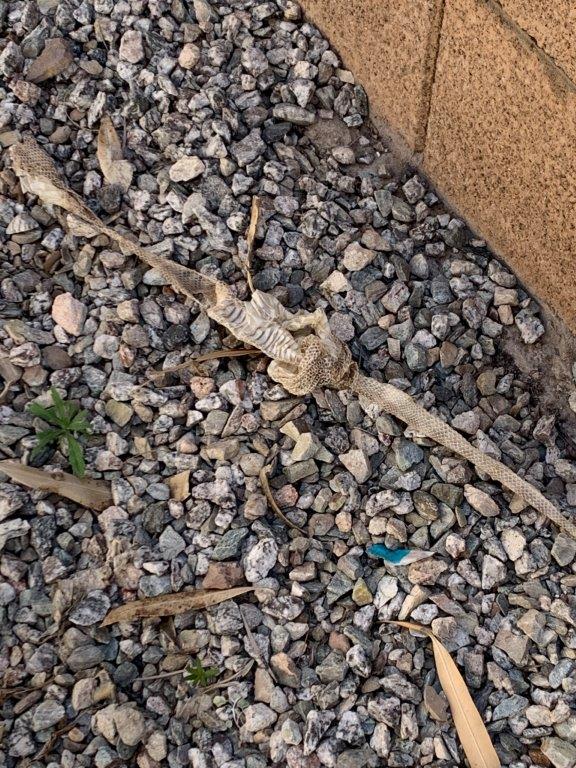 Oklahoma City snake skin